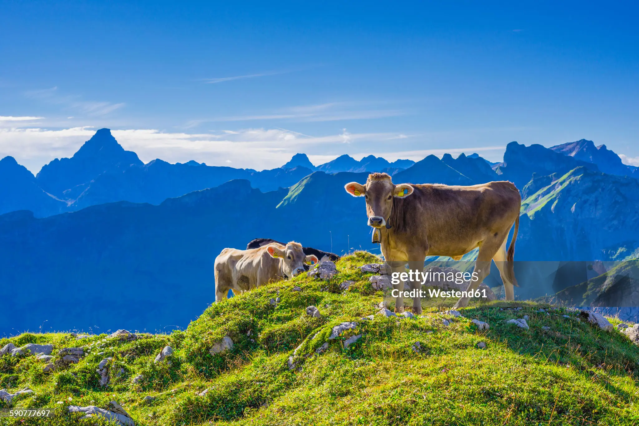 germany-allgaeu-young-brown-cattle-on-an-alpine