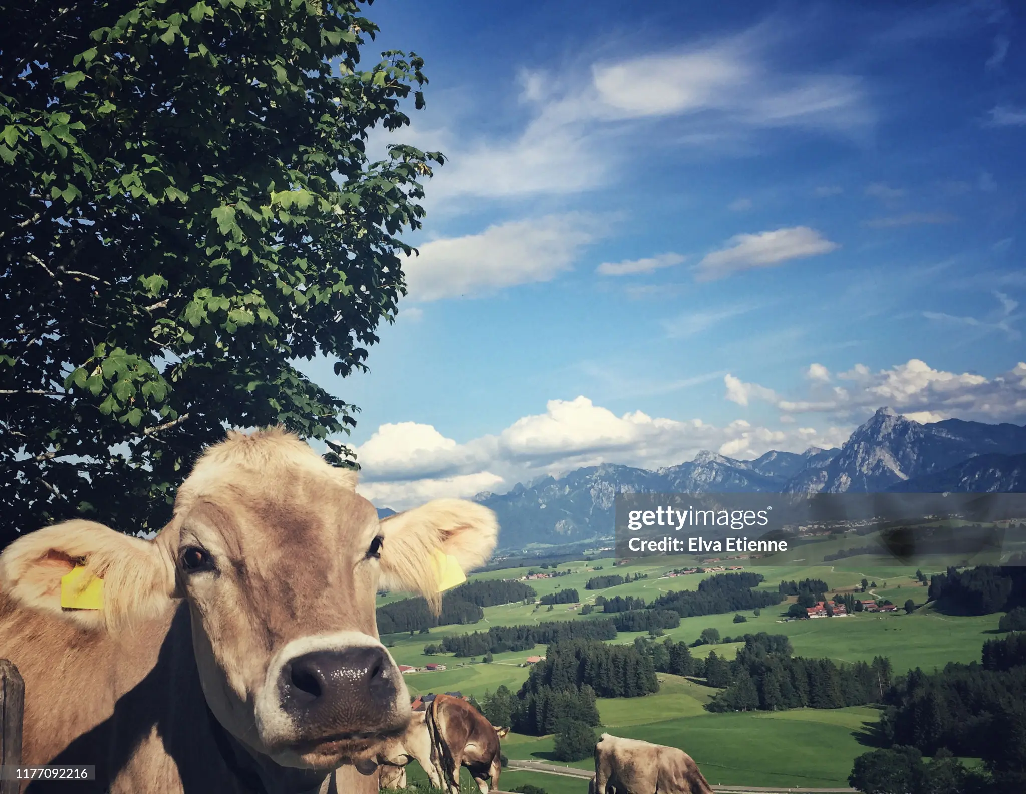 brown-cattle-in-a-green-pasture-with-a-view-across-a-valley-to-the-ammer-mountains-on-the-edge